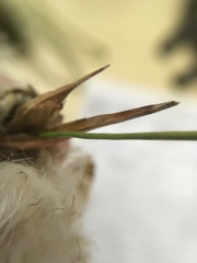 Eriophorum viridicarinatum