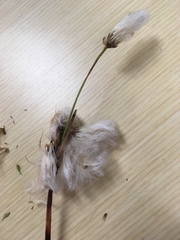 Eriophorum viridicarinatum