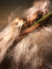 Eriophorum viridicarinatum