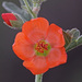 Sphaeralcea grossulariifolia - Photo (c) Jerry Oldenettel, μερικά δικαιώματα διατηρούνται (CC BY-NC-SA)