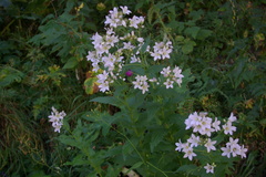 Campanula lactiflora