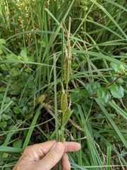 Carex spissa