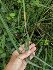 Carex spissa