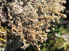 Sphaerophorus fragilis