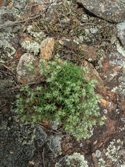 Paronychia argyrocoma