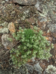 Paronychia argyrocoma