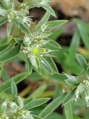 Paronychia argyrocoma