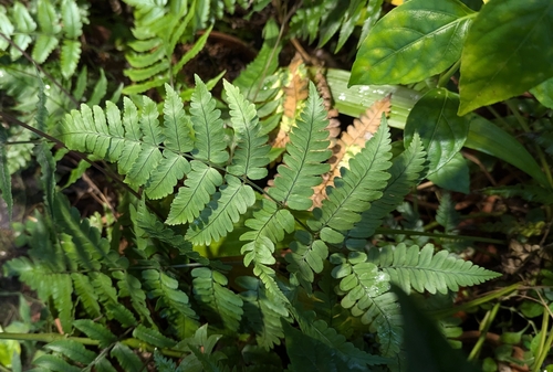 Dryopteris medioxima iNat (3)