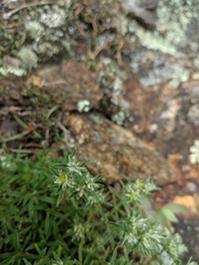 Paronychia argyrocoma