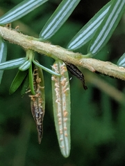 Naohidemyces vacciniorum