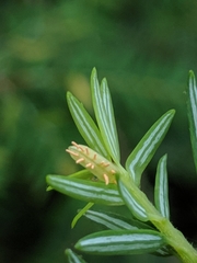 Naohidemyces vacciniorum