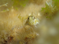 Lipophrys trigloides