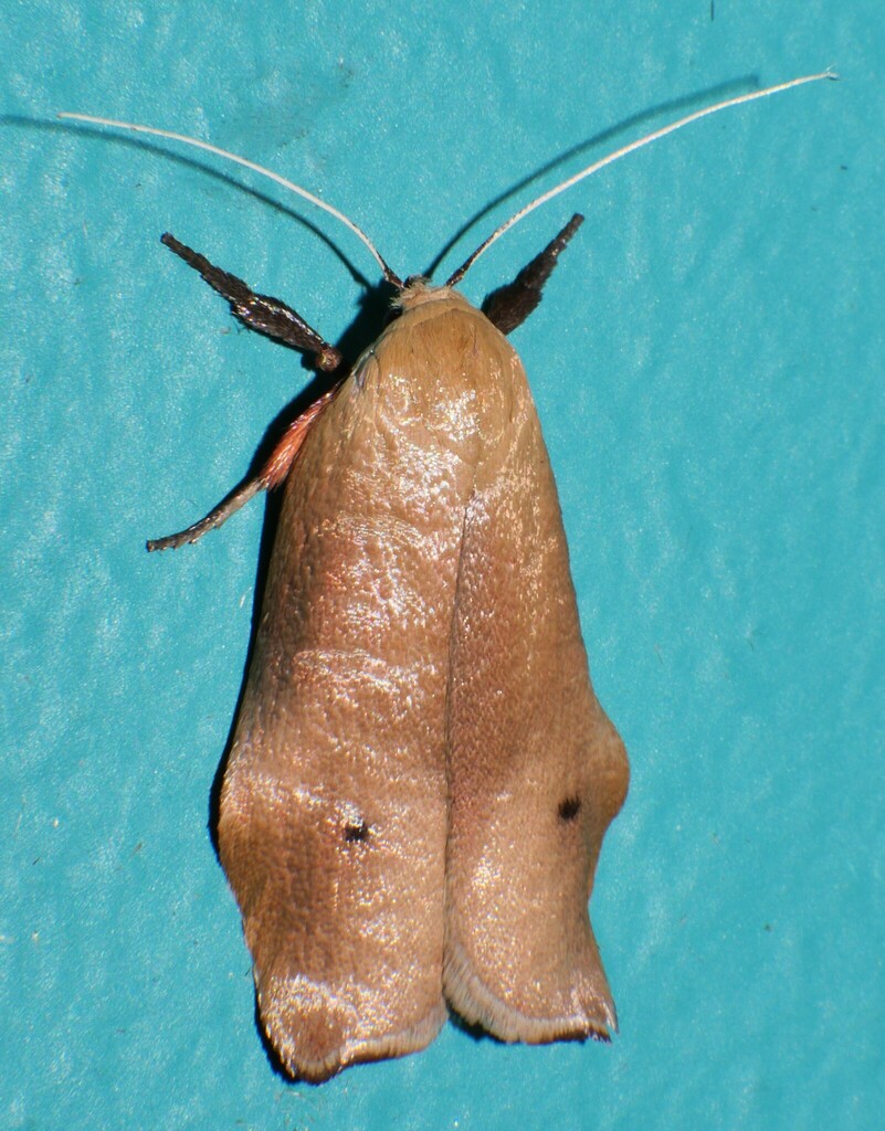 Echiomima mythica