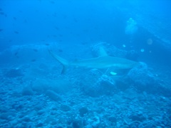 Carcharhinus galapagensis