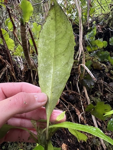 Image of Melicytus macrophyllus by (c) Hannah Rogers, some rights reserved (CC BY)