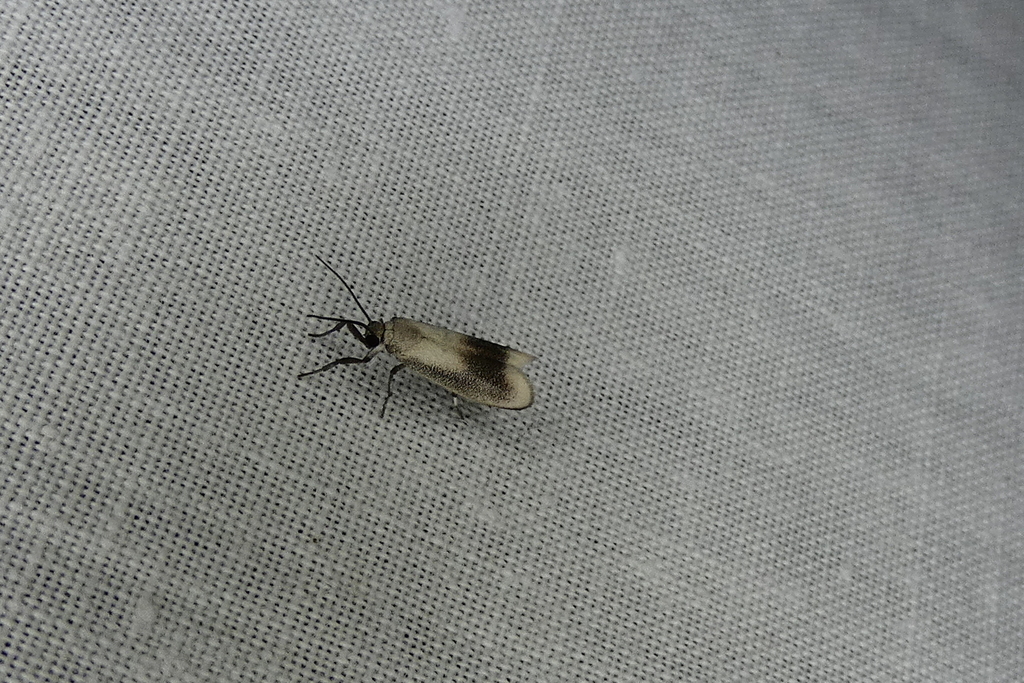 Nephelosia caecina