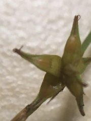 Carex interior