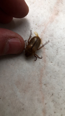 Amphimallon solstitiale