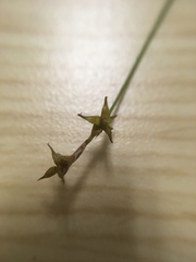 Carex interior