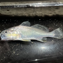 Colon Stardrum photo 1