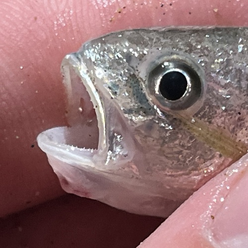 Colon-ster-omber (Stellifer colonensis) — Sciaenidae — 3