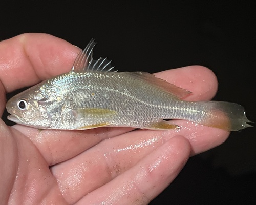 Colon-ster-omber (Stellifer colonensis) — Sciaenidae — 2