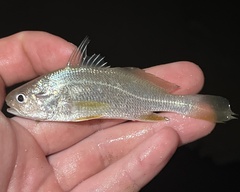 Colon Stardrum photo 2