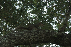 Sciurus carolinensis