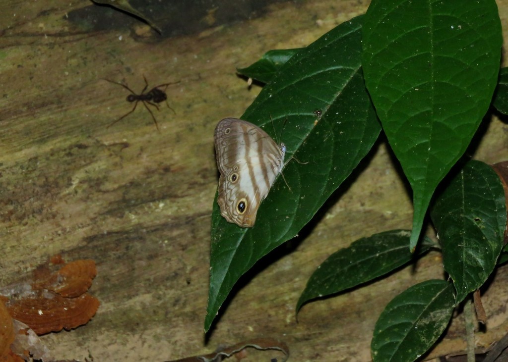 Pareuptychia lydia