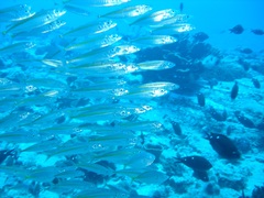 Decapterus muroadsi