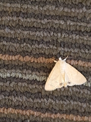 Litoprosopus coachella