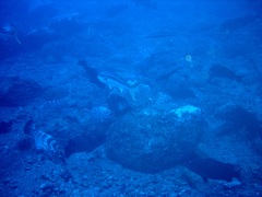 Epinephelus daemelii
