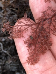 Microcladia coulteri