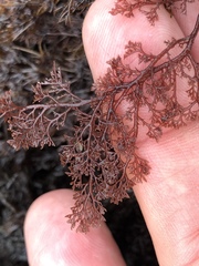 Microcladia coulteri