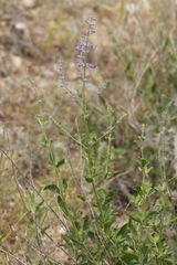 Salvia scrophulariifolia