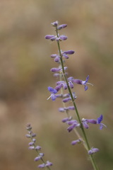 Salvia scrophulariifolia