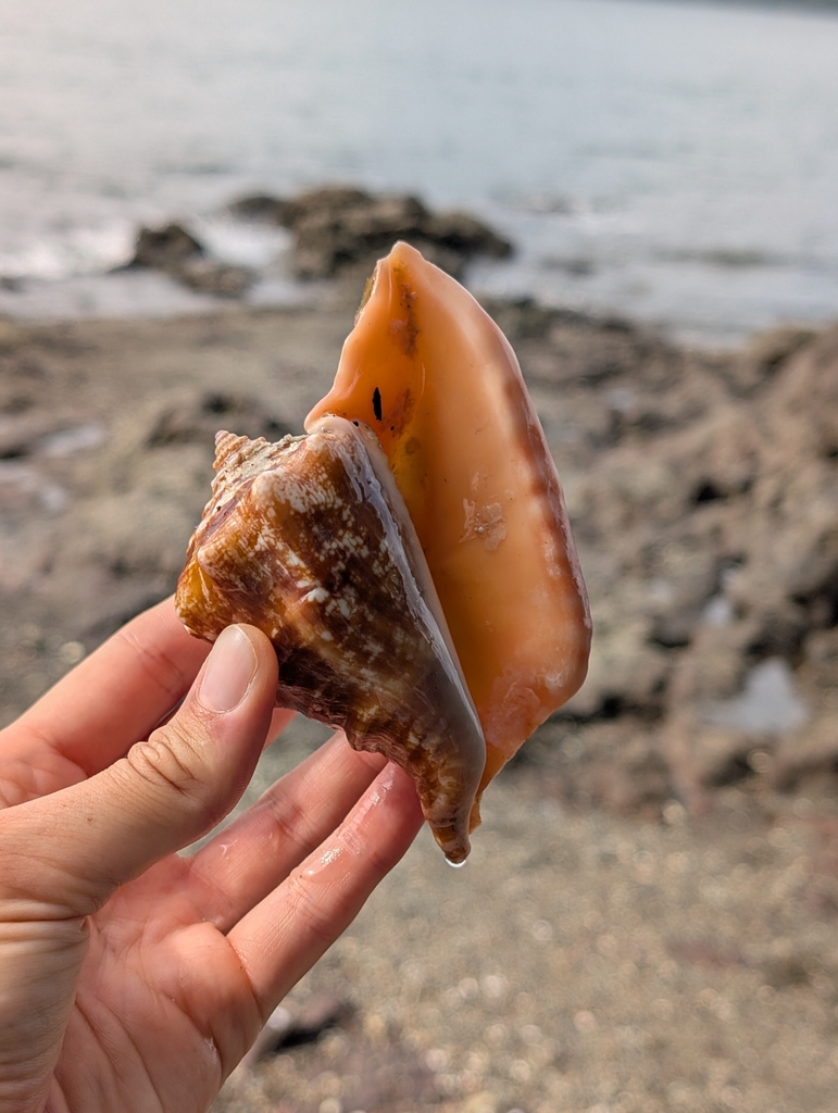 Peruvian conch