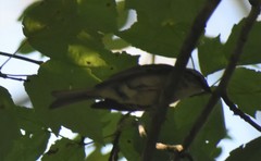 Spizella passerina passerina