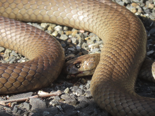 Eastern Brown Snake sighting