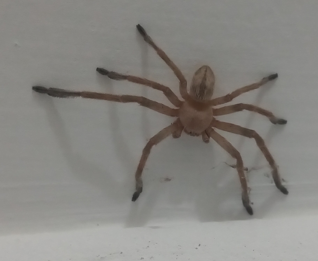 Polybetes pallidus