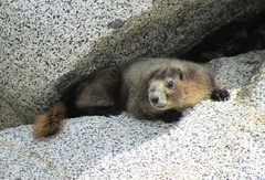 Marmota