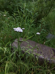 Achillea apiculata
