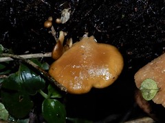 Hohenbuehelia luteola