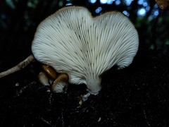 Hohenbuehelia luteola