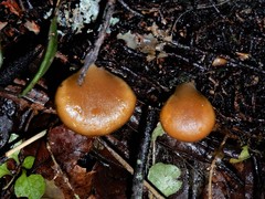 Hohenbuehelia luteola