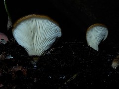 Hohenbuehelia luteola