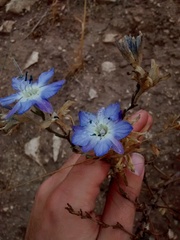 Malesherbia linearifolia