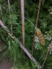Alopecurus arundinaceus