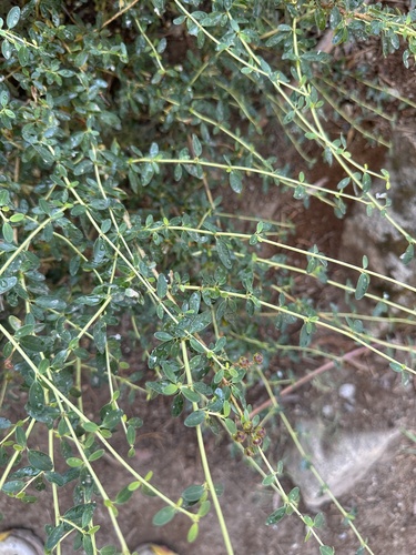 Ceanothus parvifolius, photograph 6