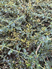 Ceanothus parvifolius, photograph (c) Matt Berger, some rights reserved (CC BY)